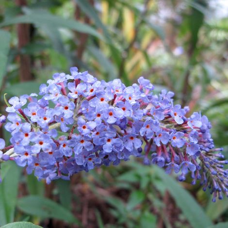 Arbre aux papillons 'Adonis Blue' - 30-40 cm pot