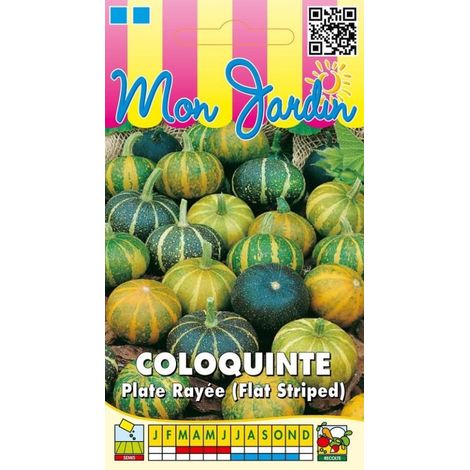 Coloquinte plate rayée - 3g