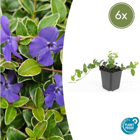 Lot de 6 Pervenches Vinca minor 'Ralph Shugert' Couvre-sol Persistant Fleurs Lavande 10-25 cm Ø 9 cm - PANGIVO (1/5)