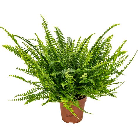 Fougère de Boston Nephrolepis Green Lady – Plante d’intérieur dépolluante – Hauteur 20-30 cm – Pot de 12 cm – Résiste à la lumière directe