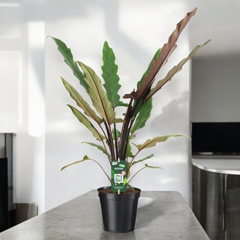 Gardenaria Alocasia lautebarchiana - Pianta da interno ornamentale - Altezza: 80 cm (vaso 19) (1/5)