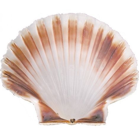 Coquille Saint-Jacques Ø12,0cm - Emga