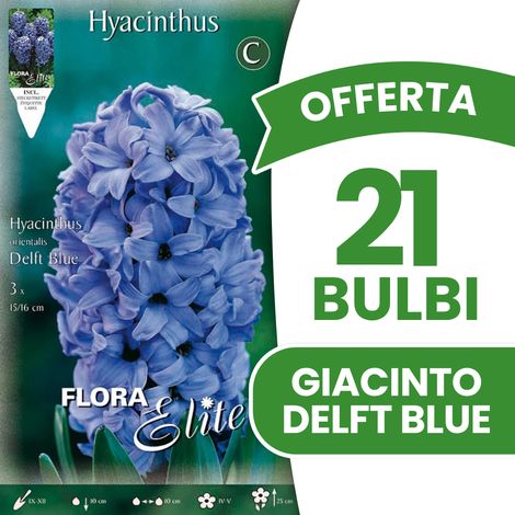 OFFERTA 21 BULBI DI GIACINTO DELFT BLUE