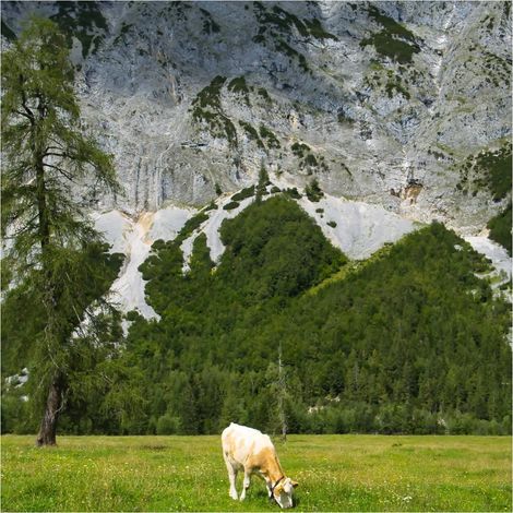 Fototapete 364637 Vliestapete Natur Landschaft 159 x 265 cm Rasch Selection Grün (1/4)
