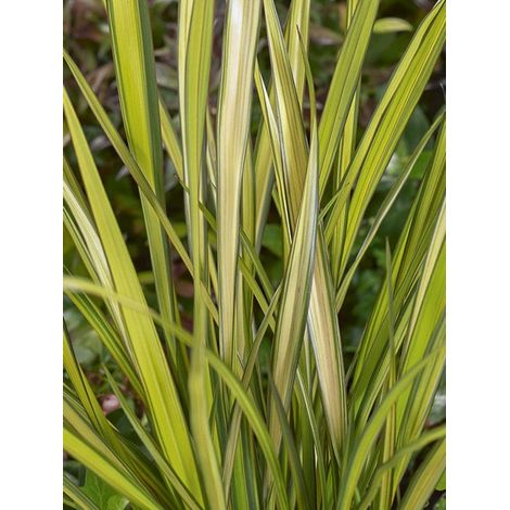 Lin de Nouvelle-Zélande 'Apricot Queen' Pot de 3L/4L (1/3)