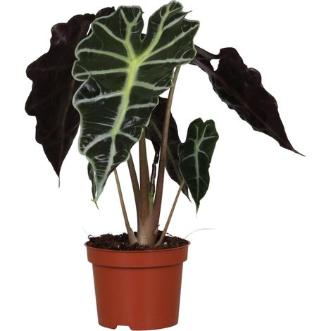 Alocasia Amazonica Polly - Plante d'Intérieur Oreille d'Éléphant - Pot Ø12cm - Hauteur 30cm - PANGIVO (1/4)