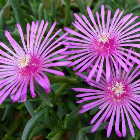 4 x Pourpier de Cooper - Delosperma cooperi  - godet 9x9 cm