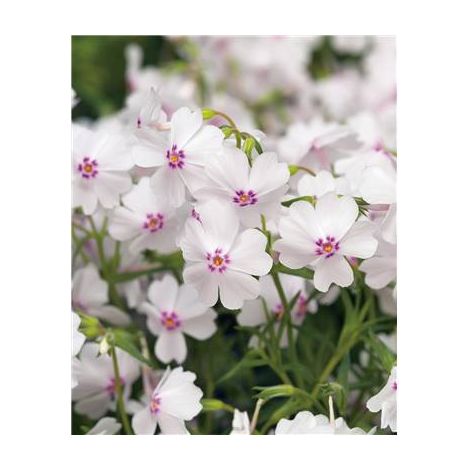 PHLOX SUBULATA CORAL EYE - PLANTE VIVACE - 3 GODETS
