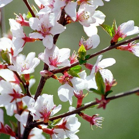 Cerisier de Nankin - Prunus tomentosa  - 25-30 cm pot