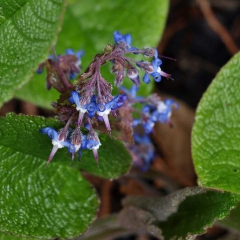 4 x Trachystemon orientalis - godet 9x9 cm