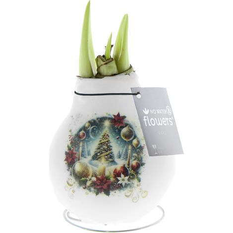 Bloomique - Bulbe d'Amaryllis en cire - Sapin de Noël - Décoration de Noël - Bulbe à fleurs - Hauteur 15-25 cm à la livraison - Pousse jusqu'à 40-60 cm (1/5)