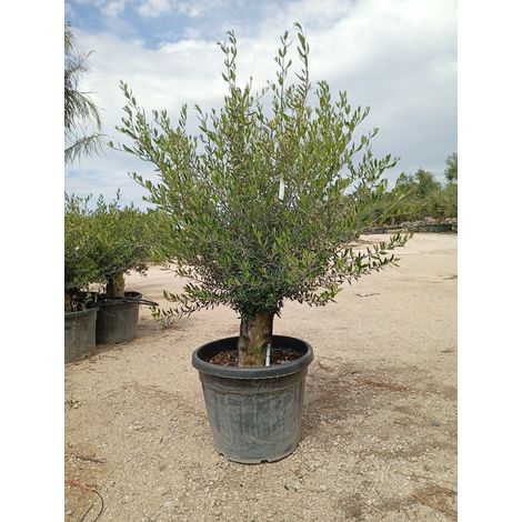 OLEA EUROPAEA ALB.60 MINI FUSTO KORONEIKI CRF.45/55 (1/4)