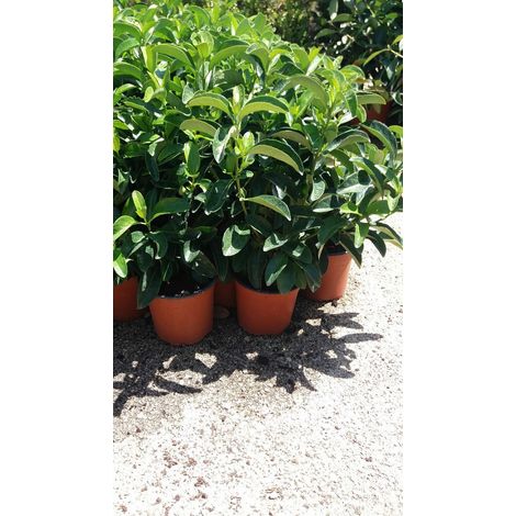 N. 5 PIANTE DI VIBURNO LUCIDO VASO 18  altezza 40/50 cm cespuglio da siepe