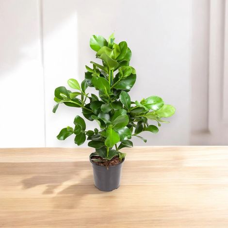 Gardenaria Clusia rosea - Pianta da interno ornamentale - Altezza: 110 cm (vaso 24) (1/4)