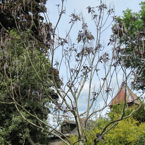 Catalpa commun pourpre, Catalpa bignonioides/Pot de 15L - Baliveau