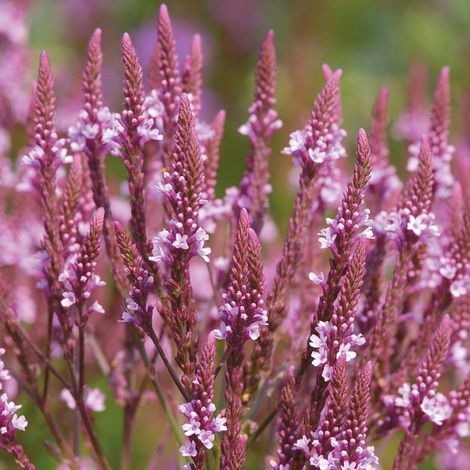 4 x Verveine hastée  - Verbena hastata 'Pink Spires'  - godet