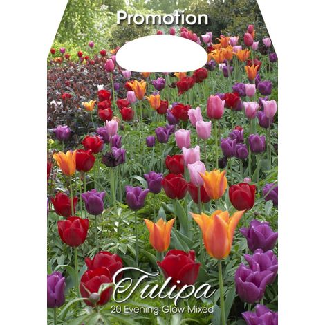 Mix Bulbi di Tulipano Evening Glow 20 Bulbi