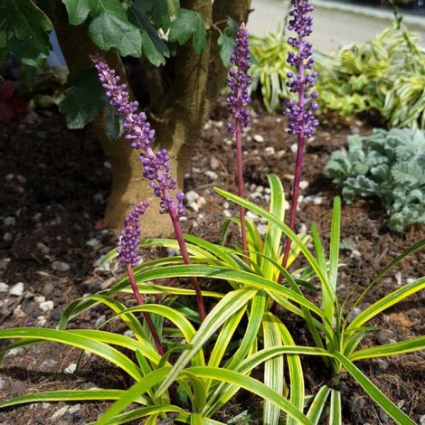 Liriope muscari Silvery Sunproof/Godet