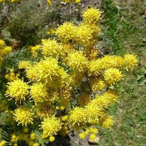 Aster d'été linosyris/Godet