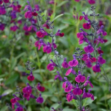 Sauge Violette de Loire® 'Barsal'/Pot de 7,5L - 40/60 cm (1/3)