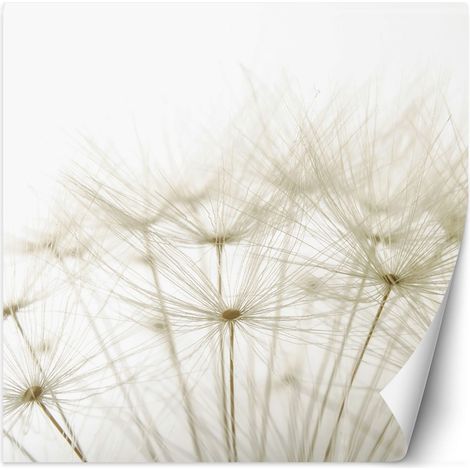 Fototapete Pusteblume in Weiß 100x100 cm (1/5)