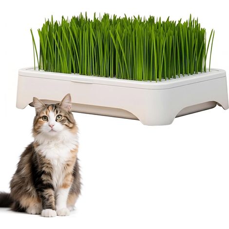 Catnip Tray, 1 Set Catnip Kit, Catnip, Seedling Tray, 3-Teilig Dismountable, For Catnip Growth (1/5)