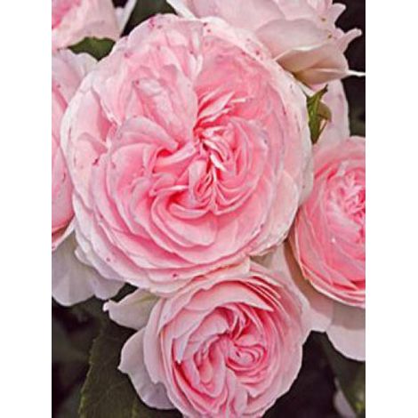 Rosier arbuste 'Larissa' Pot de 3L/4L