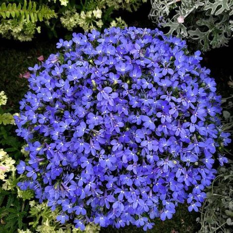 20000 Graines Thym Serpolet Bleu – Plante Rampante Mellifère, Attire Abeilles, Parfait Terrasse (1/5)