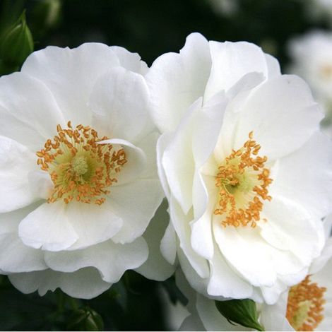 2 x Rosa  - Kordes Rigo-rosier - Rosa 'Innocencia'® (1/5)