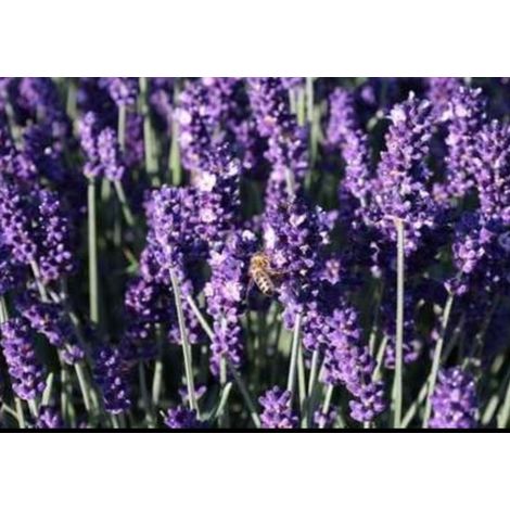 2 plants de lavande 'Hidcote' en pot de 1,5 litre (1/3)