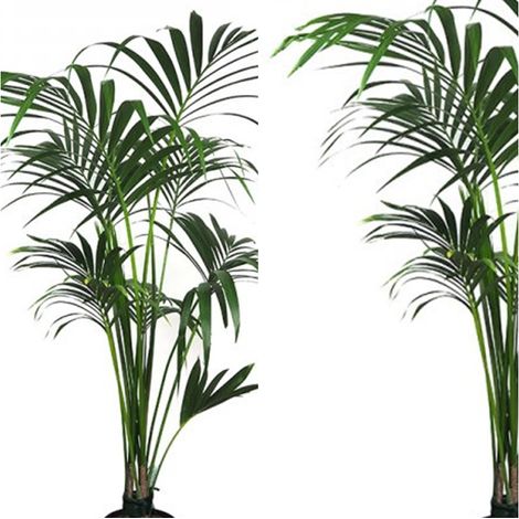 Planta Natural Kentia Forsteriana. 110 - 130 Cm