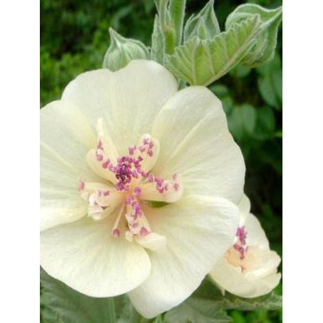 Mauve 'Park Allee' Godet de 8/9 cm (1/4)