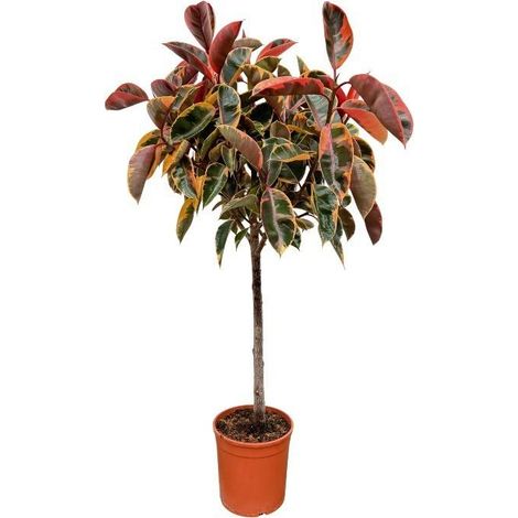Ficus Elastica Plante Verte d'Intérieur sur Tronc - Hauteur 130 cm - Pot Ø24 cm - PANGIVO (1/2)