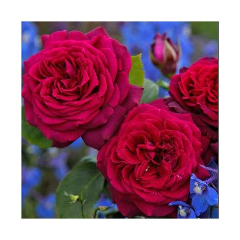 Gardenaria Rosa 'Grafin Diana' - Rosa da giardino - Altezza: 40/50 cm (vaso20) (1/3)