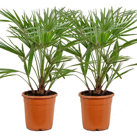 Bloomique - Lot de 2 - Chamaerops Humilis - Palmier nain européen - Palmier rustique - Plantes de jardin - Hauteur 70-80 cm - Pot 21 cm