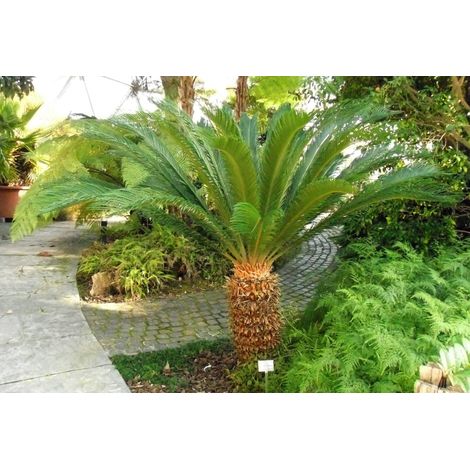 CYCAS REVOLUTA PALMA NANA VASO 18CM (1/2)