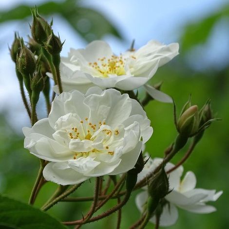 Rosier grimpant Iceberg - Rosa - Parfumée - Plante grimpante - Fleurs coupées - Vivace - Floraison : octobre / juin / juillet / août / septembre (1/2)