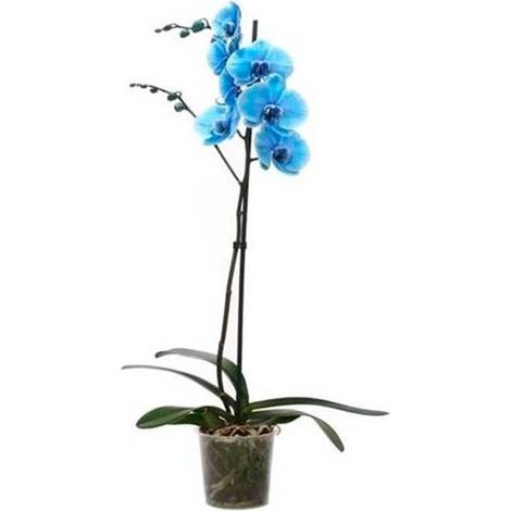 Planta Natural Orquidea Phalaenopsis Azul. Maceta de M12