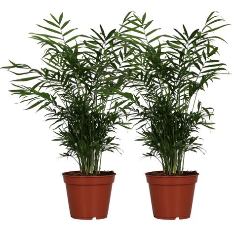 Lot de 2 Palmiers de Salon Chamaedorea Elegans Plantes d'Intérieur Ø17cm Hauteur 55cm - PANGIVO