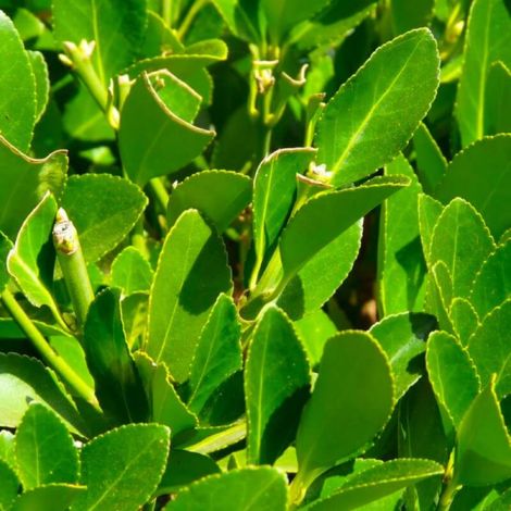 Pépinières Naudet – Laurier sauce (Laurus nobilis) – Feuillage persistant vert foncé – Hauteur à maturité 2m – Fleurs blanchâtres en mars-avril (1/3)