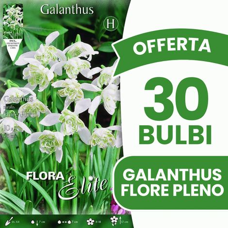 OFFERTA 30 BULBI GALANTHUS NIVALIS FLORE PLENO BULBS BULBES