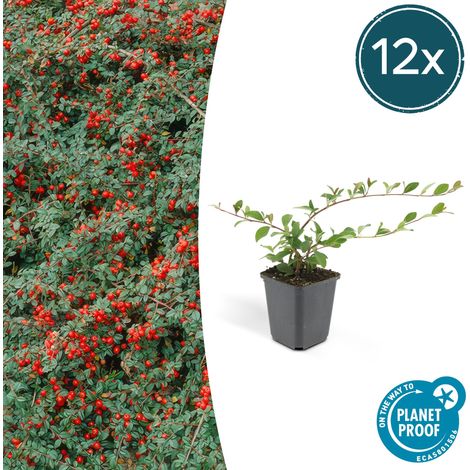 Lot de 12 Cotoneaster dammeri Couvre-sol Persistant Fleurs Blanches et Baies Hauteur 10-25 cm Ø 9 cm - PANGIVO (1/5)