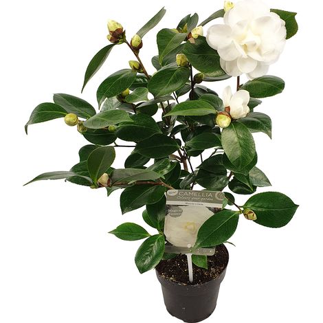 Bloomique - Camélia 'Nuccio's Gem' - Rose du Japon - Blanc - Arbuste - Persistant - Hauteur 30-35 cm (1/5)