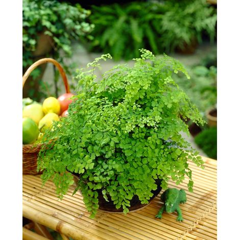 ADIANTUM RADDIANUM FRAGRANS VASO 12CM