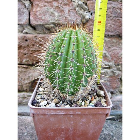 Trichocereus grandiflorus hybrid. spina corta fiore bianco 10 cm, cactus, pianta grassa