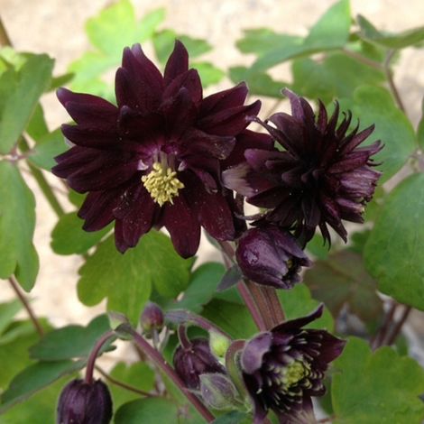 4 x Ancolie des jardins 'Black Barlow' - godet 9x9 cm (1/4)