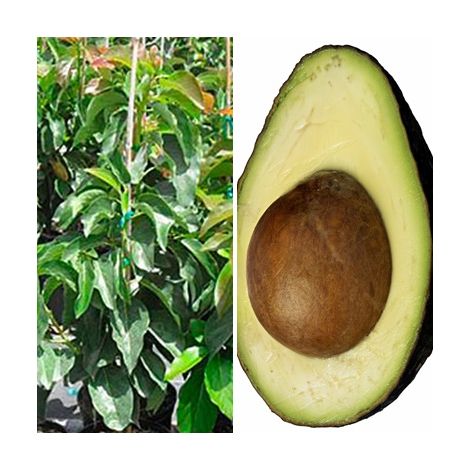 Planta Arbol Frutal de Aguacate Hass. 100 - 120 Cm