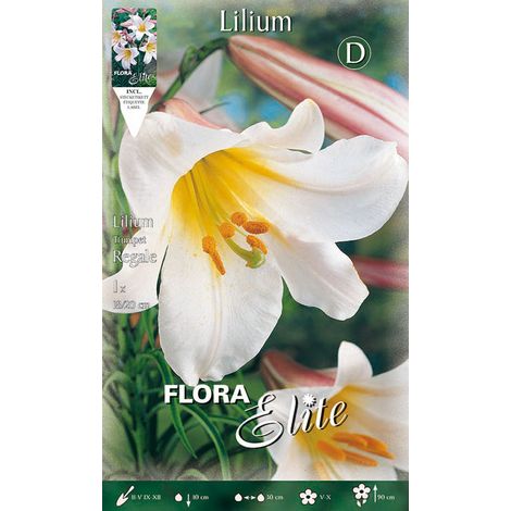 BULBI PRIMAVERILI LILIUM TRUMPET REGALE CONFEZIONE DA 1 BULBO BULBS