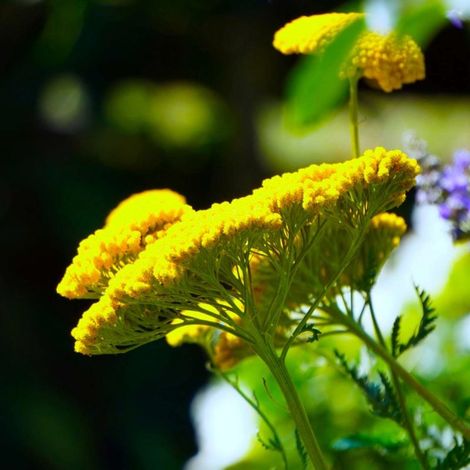 3 Achillées Tomenteuse 'Aurea' (Achillea Tomentosa) (1/5)