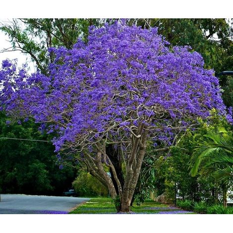 Vivaio Garden Forest – Jacaranda mimosifolia (Glycine) arbre 20m – Fleurs bleu/lilas en grappes – Feuillage vert éclatant – Pot de 18cm
